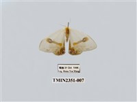 藏品(啞鈴帶鉤蛾)的圖片